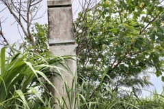 Di tích Trại An trí Trà Kê bị mía, cây cối bao phủ. (Nguồn: baogiaothong.vn)