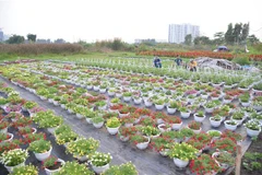 Một nhà vườn trồng hoa, cây kiểng tại phường Thới An, quận 12. (Ảnh: Xuân Anh/TTXVN)