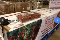 Vải thiều Thanh Hà xuất khẩu sang thị trường châu Âu. (Ảnh: TTXVN phát)