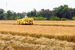 Nông dân An Giang thu hoạch lúa. (Ảnh: Thanh Sang/TTXVN)