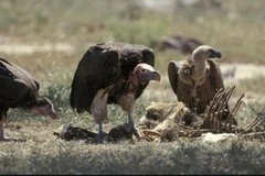 Phát hiện cho biết loài kền kền từng sống ở Australia. (Nguồn: Getty)