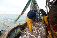 Ngư dân đánh cá ở ngoài khơi bờ biển phía Đông Nam nước Anh ngày 12/10/2020. (Ảnh: AFP/TTXVN)