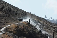 Khung cảnh trơ trọi tại lâm phần Công ty cổ phần Tập đoàn Tân Mai Chi nhánh Đắk Lắk quản lý. (Ảnh: Tuấn Anh/TTXVN)