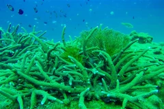 Hệ sinh thái biển của Vườn quốc gia Côn Đảo rất đa dạng và phong phú với nhiều hệ sinh thái đặc trưng như rạn san hô, thảm cỏ biển, rừng ngập mặn. (Ảnh: TTXVN phát)