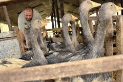 Trang trại nuôi ngỗng ở làng Ujkigyos, Hungary. (Ảnh: AFP/TTXVN)