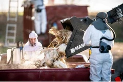 USDA khuyến cáo các nhà chăn nuôi nên đeo găng tay khi tiếp xúc với chim hoang dã. (Nguồn: AFP)