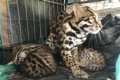 Các cá thể mèo rừng được nuôi nhốt tại một hộ dân tại thành phố Điện Biên Phủ. (Ảnh: TTXVN phát)