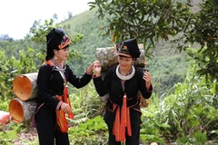 Mùa thu hoạch quế - "vàng xanh" của người Dao huyện Văn Yên, Yên Bái. (Ảnh: TTXVN phát)