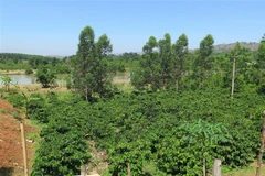 Diện tích càphê của ông Huỳnh Quang Hải, trú thôn Đăk Wét, xã Đăk Pxi không thể cho thu hoạch hoặc năng suất rất thấp vì bị ngập lụt mỗi khi Thủy điện Đăk Psi 5 xả lũ. (Ảnh: Dư Toán/TTXVN)