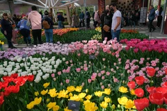 [Photo] Mê đắm với thiên đường hoa tulip Keukenhof tại Hà Lan