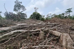 Nhiều diện tích rừng bị phá tại xã Đakrông. (Ảnh: TTXVN phát)
