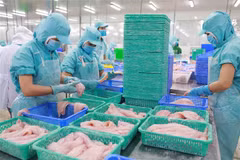 Chế biến cá tra xuất khẩu. (Ảnh: Vũ Sinh/TTXVN)