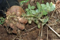 Cây giống sâm Ngọc Linh. (Ảnh: Cao Nguyên/TTXVN)