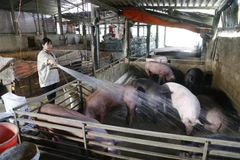Nữ doanh nhân Lê Thị Thúy Nhàn, thôn 1 xã Tân Long, huyện Yên Sơn, tỉnh Tuyên Quang, gắn bó với nghề nuôi và kinh doanh lợn giống. (Ảnh: Nam Sương/TTXVN)
