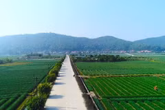 Thực hiện quy hoạch vùng chuyên canh tập trung đối với từng loại cây trồng thế mạnh của địa phương tại Hải Dương. (Nguồn: haiduong.gov.vn)