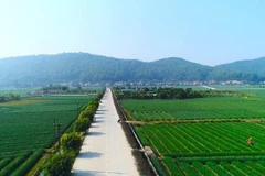 Thực hiện quy hoạch vùng chuyên canh tập trung đối với từng loại cây trồng thế mạnh của địa phương tại Hải Dương. (Nguồn: haiduong.gov.vn)