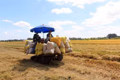 Thu hoạch lúa tại xã Hậu Lộc, huyện Tam Bình, tỉnh Vĩnh Long. (Ảnh: Phạm Minh Tuấn/TTXVN)