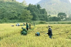 [Photo] Bộ đội Biên phòng Điện Biên giúp người dân thu hoạch lúa