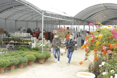 [Photo] Hà Nội: Làng hoa Mê Linh chuẩn bị phục vụ Tết Nhâm Dần