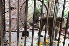 Cá thể khỉ đuôi lợn được nuôi nhốt trong lồng tại tỉnh Hưng Yên trước khi được cứu hộ. (Ảnh: TTXVN phát)