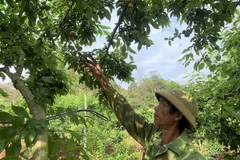 Người dân tại xã Phiêng Khoài, huyện Yên Châu, tỉnh Sơn La thu hoạch mận. (Ảnh: Hữu Quyết/TTXVN)