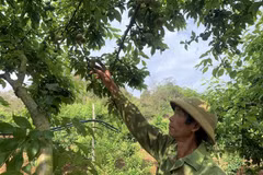 Người dân tại xã Phiêng Khoài, huyện Yên Châu, tỉnh Sơn La thu hoạch mận. (Ảnh: Hữu Quyết/TTXVN)