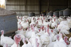 Gà tây được nuôi tại trang trại ở Erlanger, Kentucky. (Ảnh: AFP/TTXVN)