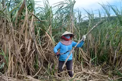 Nông dân trồng mía ở vùng mía Ninh Hòa, Khánh Hòa tất bật vào vụ thu hoạch. (Ảnh: Phan Sáu/TTXVN)
