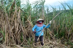 Nông dân trồng mía ở vùng mía Ninh Hòa, Khánh Hòa tất bật vào vụ thu hoạch. (Ảnh: Phan Sáu/TTXVN)