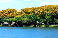 Hoa sưa nở rộ bên sông Tam Kỳ. (Ảnh: quangnam.gov.vn)