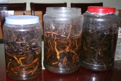 Hôn mê, tổn thương não sau khi uống rượu ngâm rễ cây chữa xương khớp