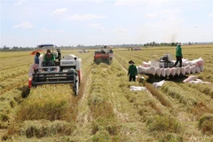 Nông dân Đồng Tháp thu hoạch lúa Thu Đông. (Ảnh: Chương Đài/TTXVN)