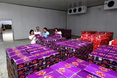 Sản phẩm quả vải tươi xuất khẩu sang Singapore. (Ảnh: Vũ Sinh/TTXVN)