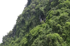 Chùa nằm trong hang ở lưng chừng núi Thâm Then, vùng bán ngập hồ Thác Bà. (Ảnh: Đức Tưởng/TTXVN)