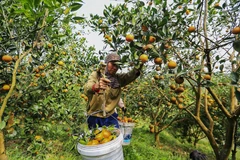 [Photo] Hòa Bình: Những vườn cam Cao Phong trĩu quả mùa thu hoạch