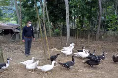 Nuôi vịt bản địa (vịt bầu) tại xã Thạch Lập, huyện Ngọc Lặc, Thanh Hóa. (Ảnh: Nguyễn Nam/TTXVN)