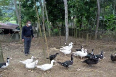Nuôi vịt bản địa (vịt bầu) tại xã Thạch Lập, huyện Ngọc Lặc, Thanh Hóa. (Ảnh: Nguyễn Nam/TTXVN)