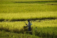 Nông dân làm việc trên cánh đồng ở Banda Aceh, Indonesia. (Ảnh: AFP/TTXVN)