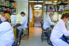 Nhóm nghiên cứu phát triển loại vaccine thế hệ thứ hai. (Nguồn: telam.com.ar)