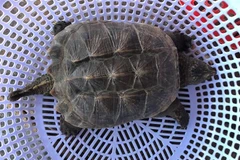 Tại thời điểm bàn giao, con rùa cá sấu nặng 4,3kg, dài 45cm (bao gồm đuôi), đuôi dài khoảng 10cm, tình trạng sức khỏe ổn định. (Ảnh: TTXVN phát)
