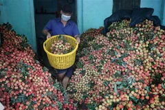 Điểm thu mua và sơ chế vải sớm tại xã Phượng Sơn, huyện Lục Ngạn (Bắc Giang). (Ảnh: Danh Lam/TTXVN)