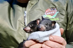 Những chú quỷ Tasmania. (Nguồn: Vườn bách thú Aussie Ark)