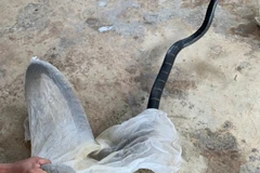 Cá thể rắn hổ mang chúa do anh M.H.Q giao nộp. (Nguồn: conganquangbinh.gov.vn)