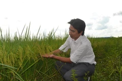 Cánh đồng lúa ST24 tại xã Hưng Phước, huyện Bù Đốp, Bình Phước. (Ảnh: K GỬIH/TTXVN)