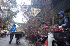 Hoa đào được bày bán nhiều trên các tuyến phố dịp trước Rằm tháng Giêng. (Ảnh: Phương Phạm/Vietnam+)