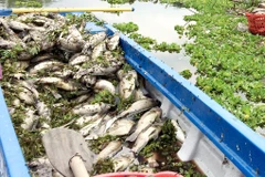 Bình Dương: Cá chết bất thường nổi trắng hồ thủy lợi Từ Vân 1