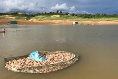 Cá chết được thu gom trong bao bì trước khi đi chôn. (Ảnh: Cao Nguyên/TTXVN)