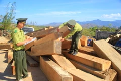 Tang vật một vụ chở gỗ lậu bị phát hiện. (Ảnh minh họa. Nguồn: TTXVN)