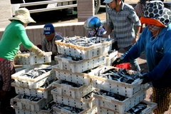 Ngư dân bán cá cho thương lái. (Ảnh: Thế Lập/TTXVN)