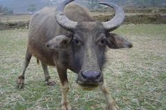 Tây Ninh: Bị trâu "điên" tấn công, nhiều người phải nhập viện